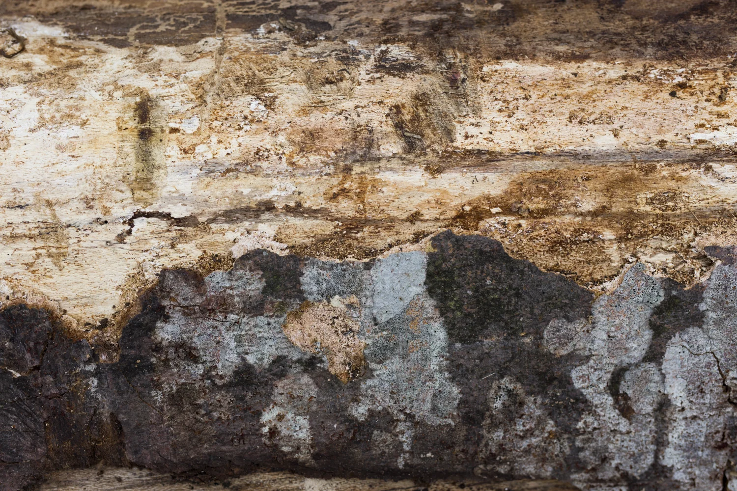 Dry Rot Treatment Rutherglen | Dampness & Rot